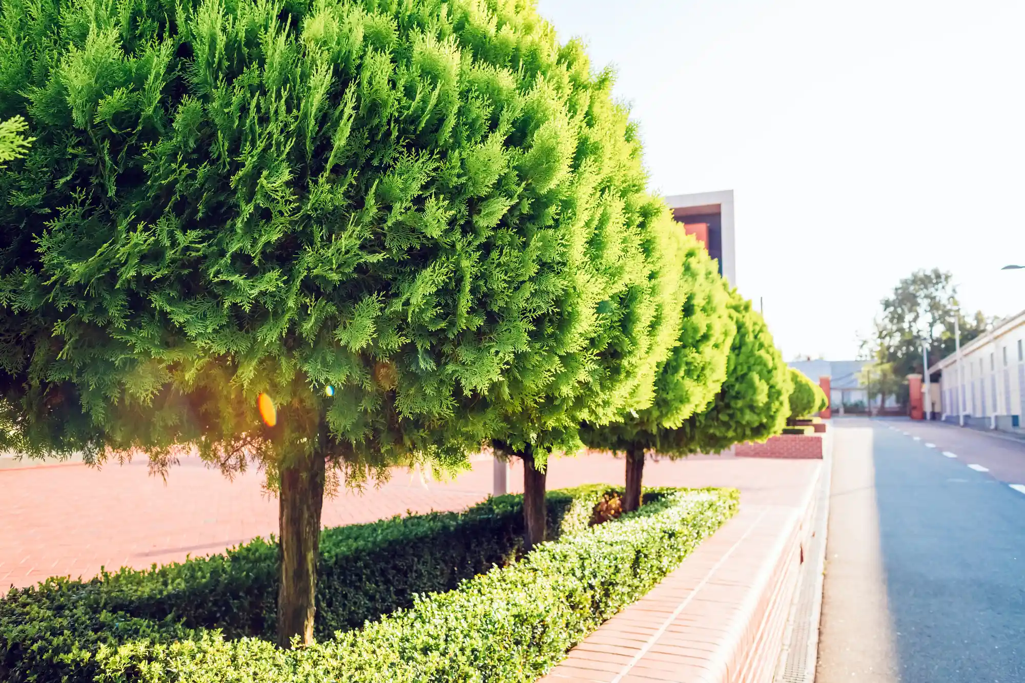 Tree Maintenance